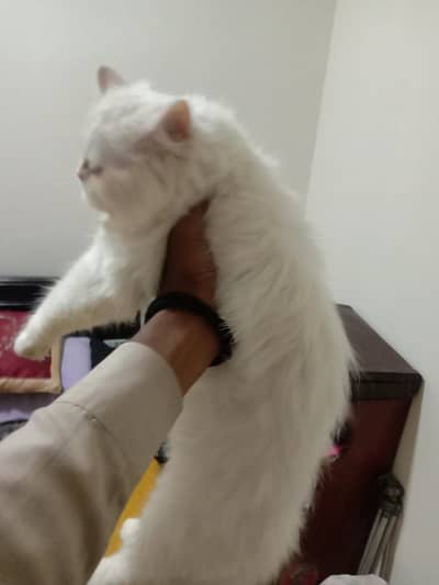 Persian cat for sale