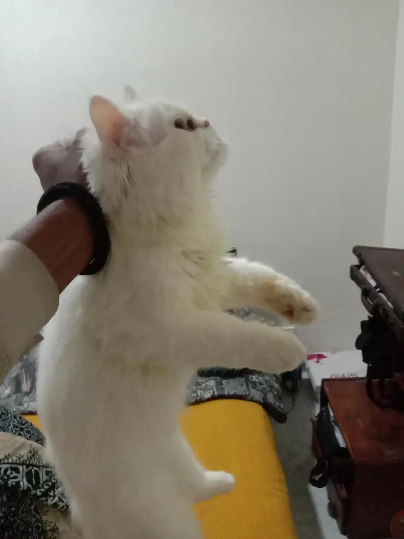 Persian cat for sale — photo 2