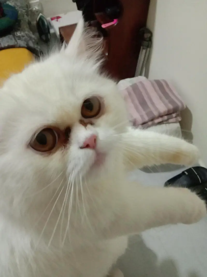 Persian cat for sale — photo 3