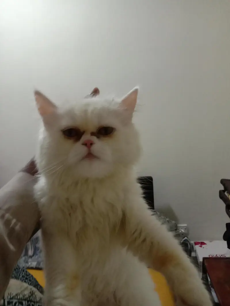 Persian cat for sale — photo 4