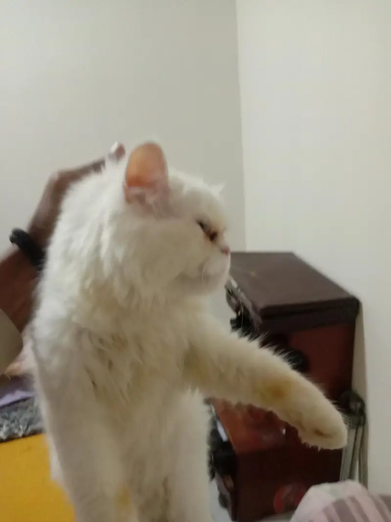 Persian cat for sale — photo 5