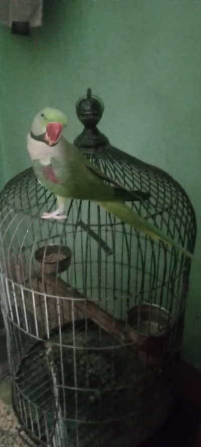 3 Saal Ka Green Pahari Parrot | Hand Tame | Talking Parrot