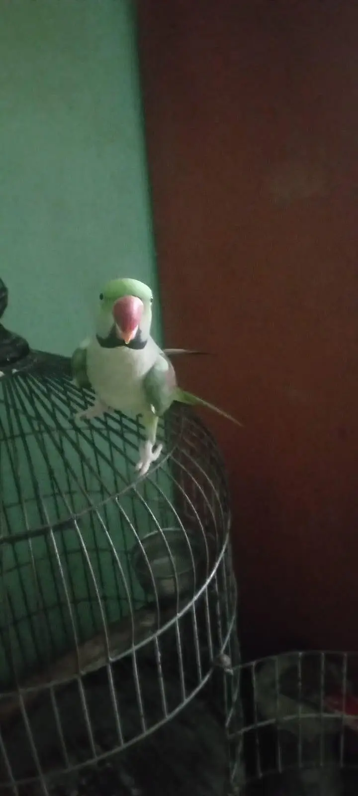 3 Saal Ka Green Pahari Parrot | Hand Tame | Talking Parrot — photo 2