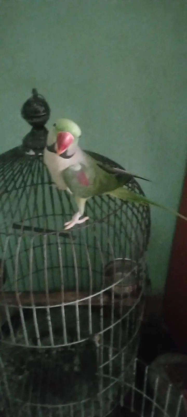 3 Saal Ka Green Pahari Parrot | Hand Tame | Talking Parrot — photo 3