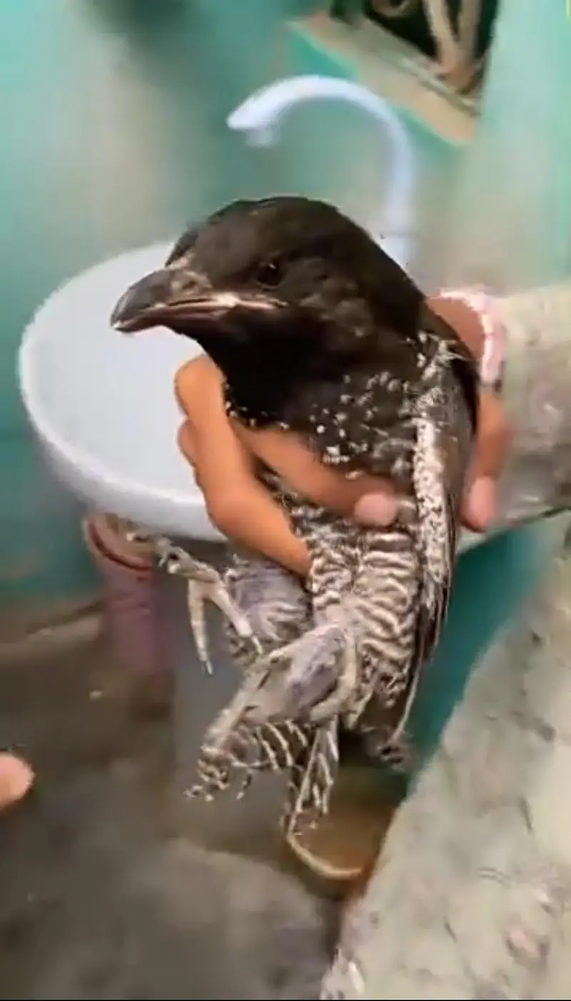 Asian koel female for sale full healtht n active