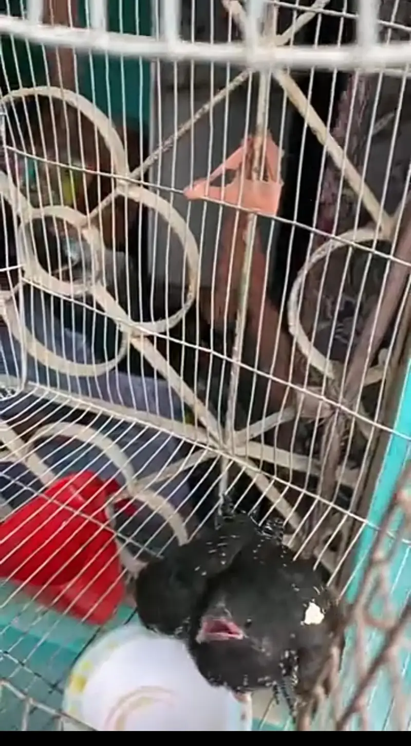 Asian koel female for sale full healtht n active — photo 2