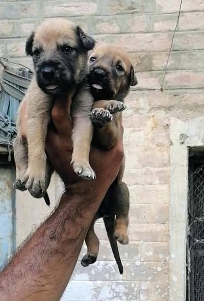 German shepherd Alsatian puppies