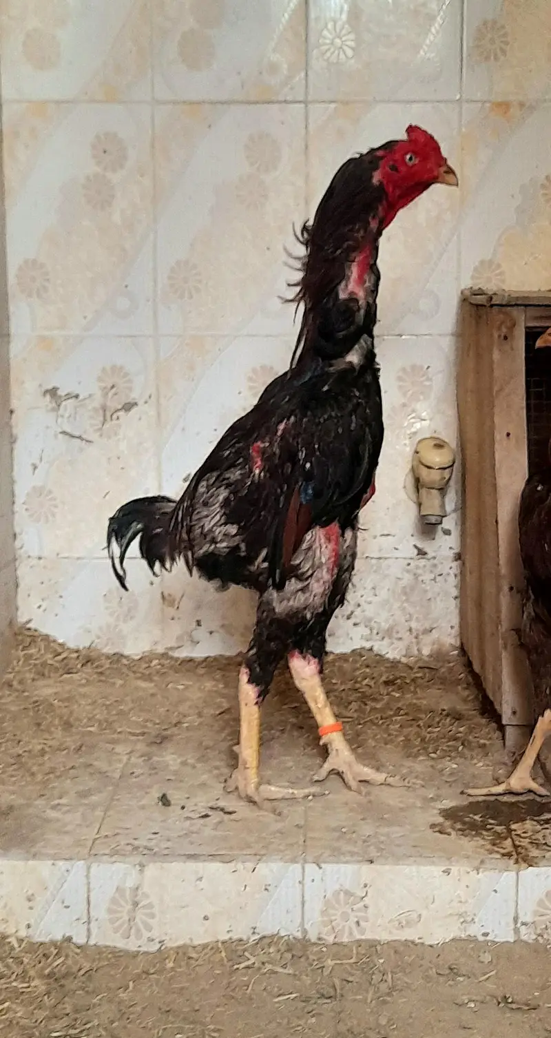 pure bloodline aseel pair for sale 03136908190 — photo 2