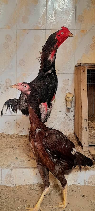 pure bloodline aseel pair for sale 03136908190
