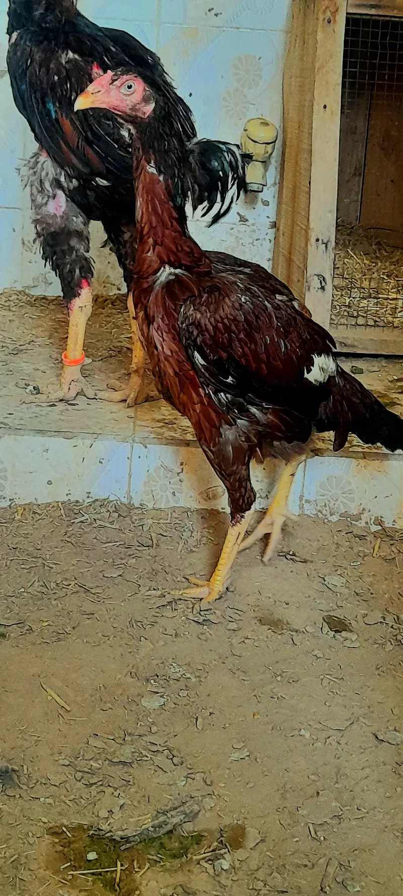 pure bloodline aseel pair for sale 03136908190 — photo 3