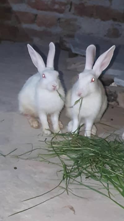 Red Eyed Pure White Rabbits for Sale