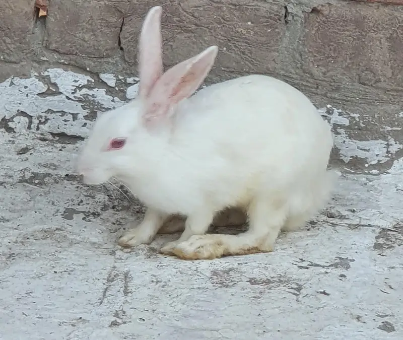 Red Eyed Pure White Rabbits for Sale — photo 2