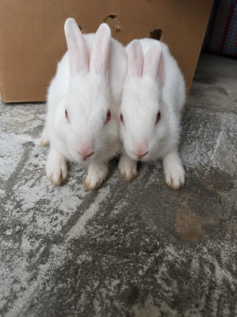 Red Eyed Pure White Rabbits for Sale — photo 3