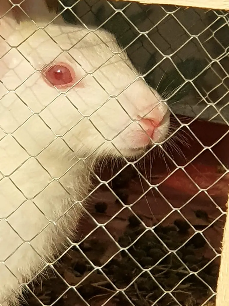 Red Eyed Pure White Rabbits for Sale — photo 4