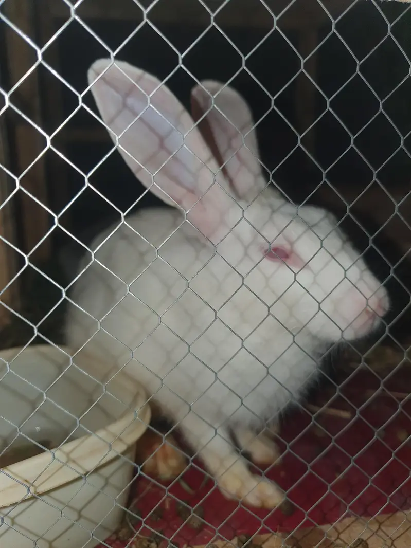 Red Eyed Pure White Rabbits for Sale — photo 5