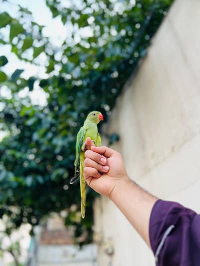 Ringneck chick full Tame