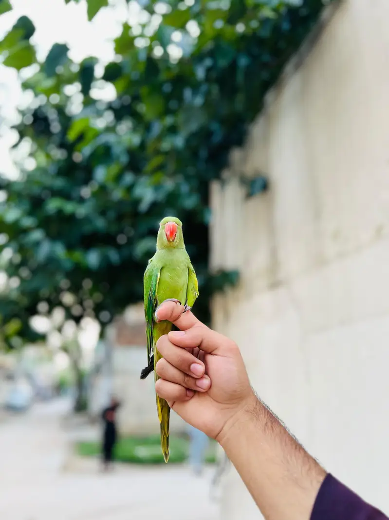 Ringneck chick full Tame — photo 4