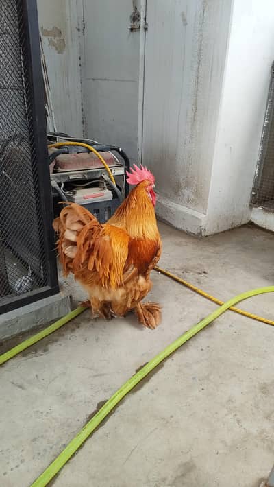 Golden Buff Pair For Sale - Egg Laying