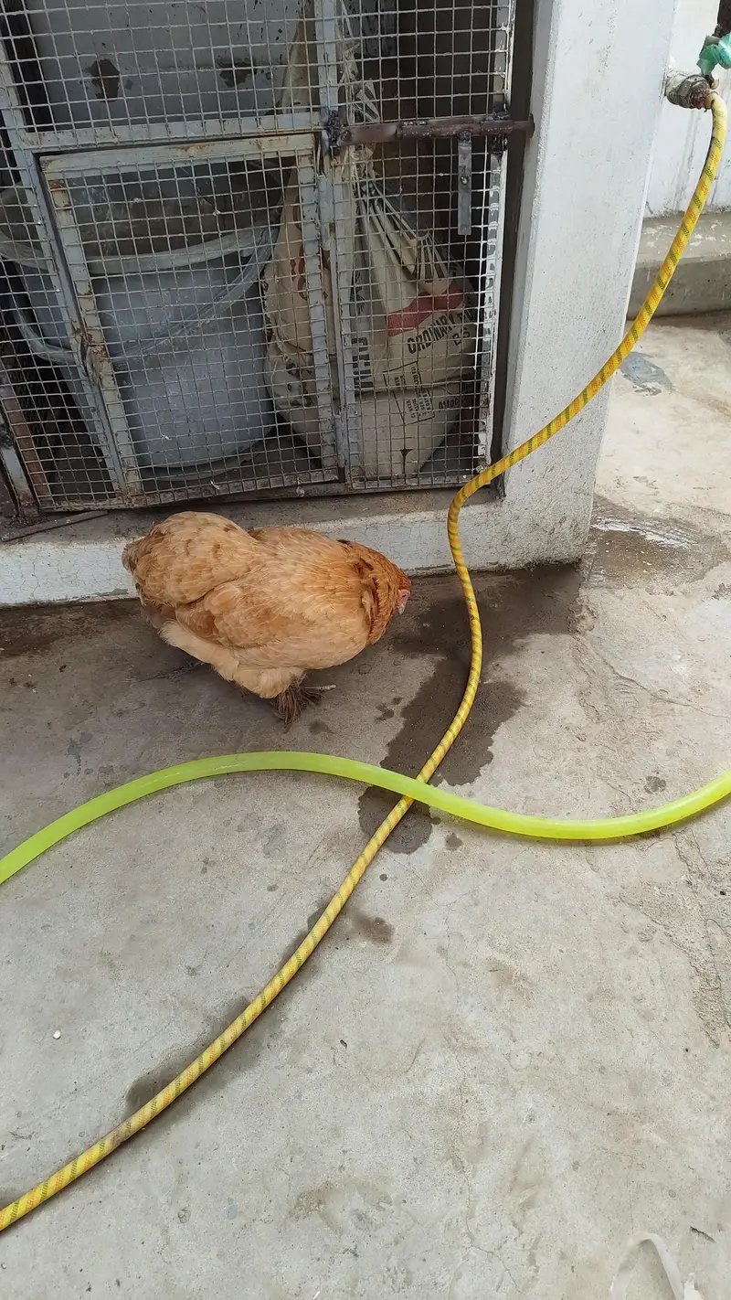 Golden Buff Pair For Sale - Egg Laying — photo 2
