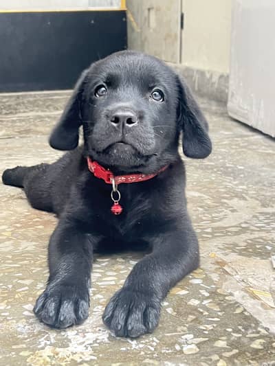 Black Labrador,female pedigree pup best quality ever.