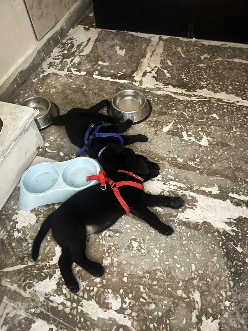 Black Labrador,female pedigree pup best quality ever. — photo 2