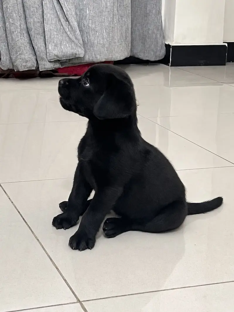 Black Labrador,female pedigree pup best quality ever. — photo 3