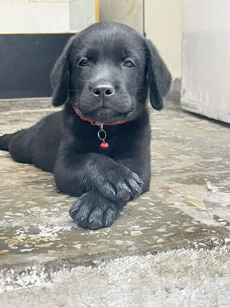 Black Labrador,female pedigree pup best quality ever. — photo 4