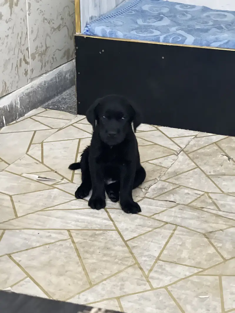 Black Labrador,female pedigree pup best quality ever. — photo 5