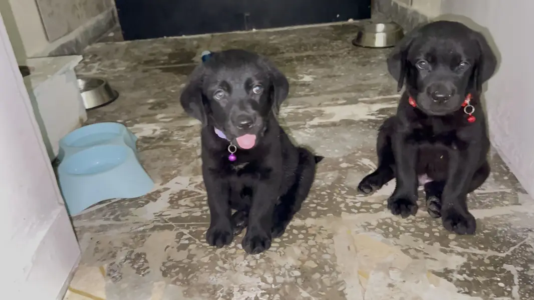 Black Labrador,female pedigree pup best quality ever. — photo 6