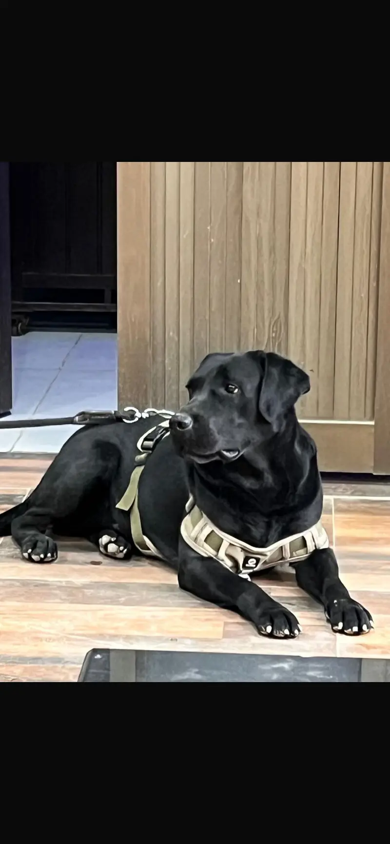 Black Labrador,female pedigree pup best quality ever. — photo 7
