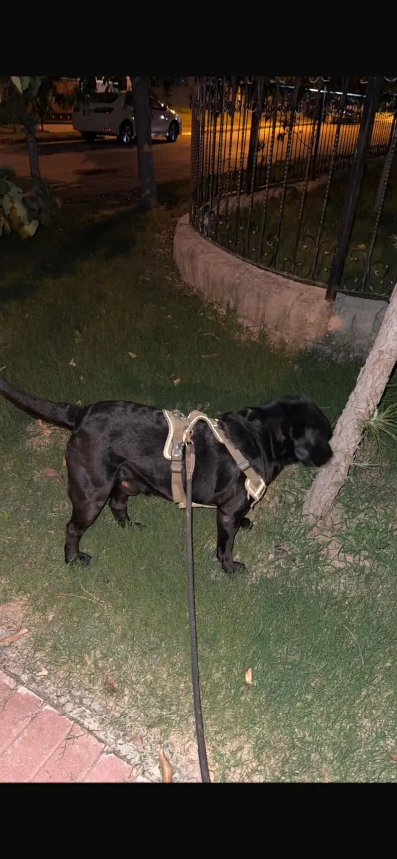Black Labrador,female pedigree pup best quality ever. — photo 8
