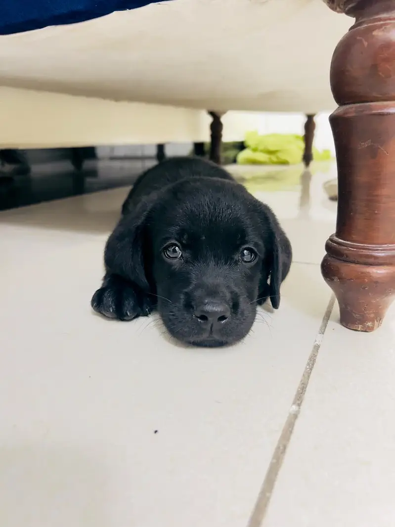 Black Labrador,female pedigree pup best quality ever. — photo 10