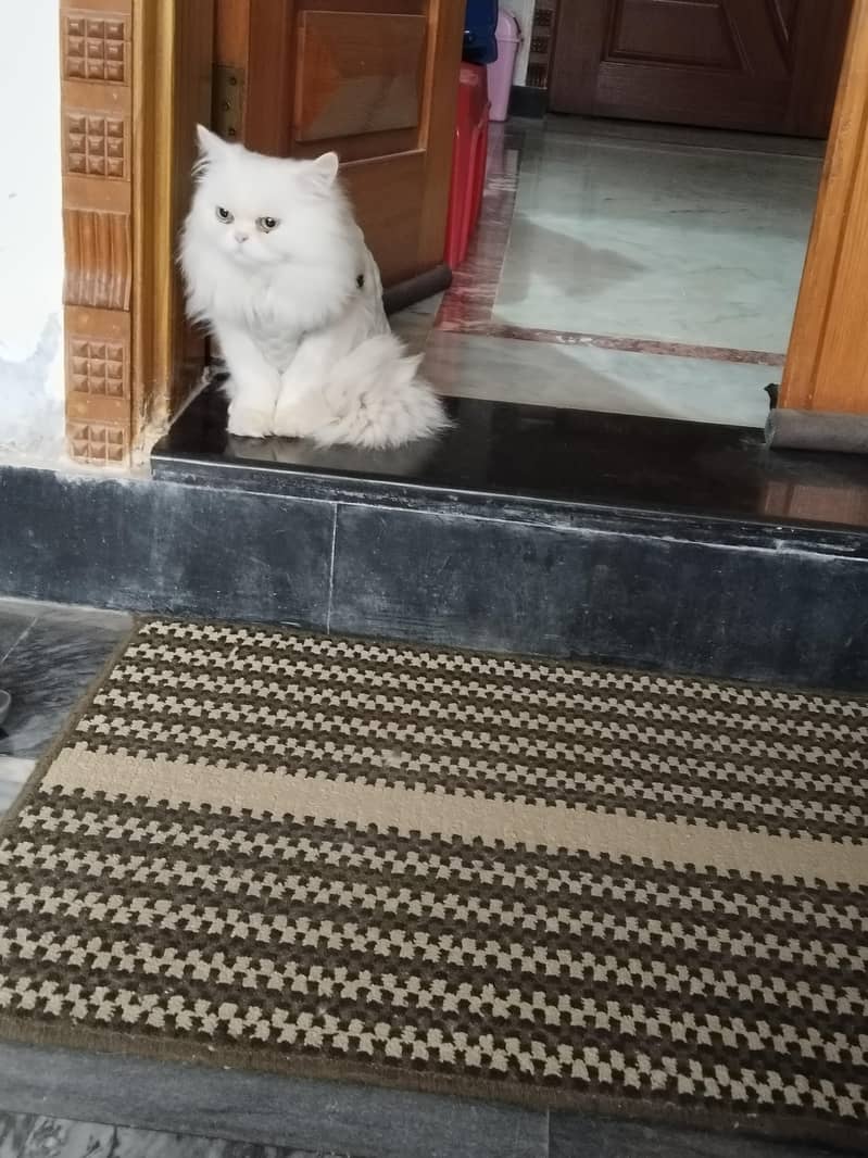 doraa 0