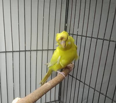 Hogoromo Lutino redeyes Female