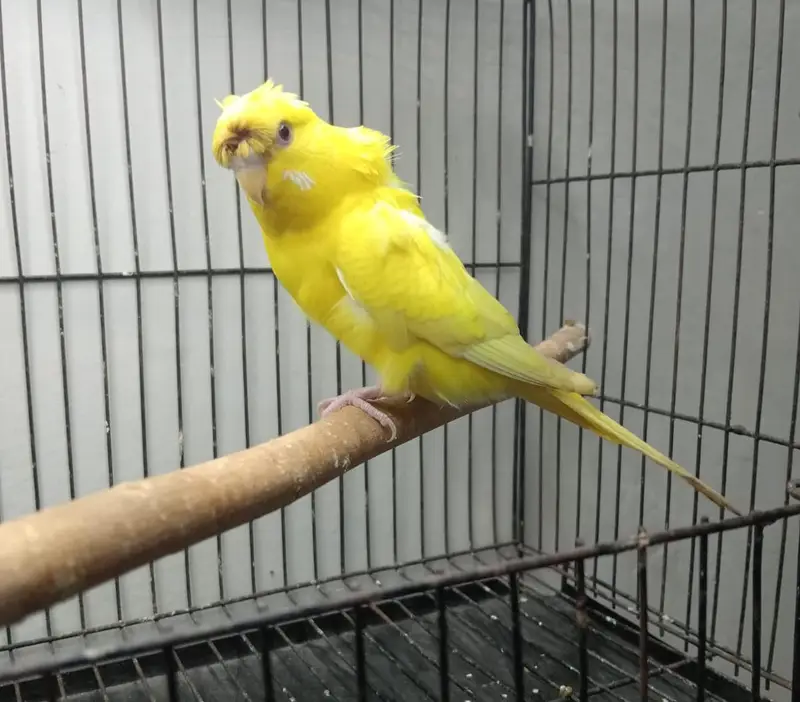 Hogoromo Lutino redeyes Female — photo 2