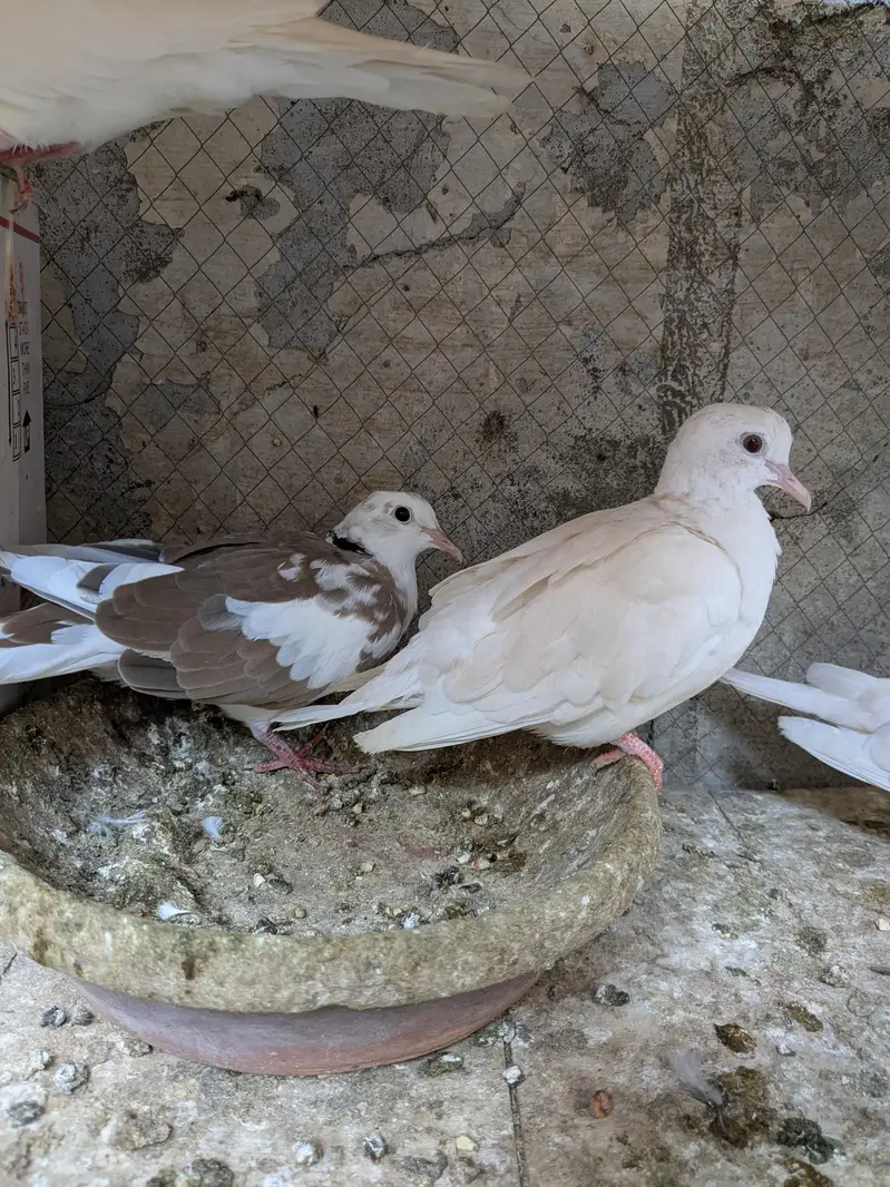 Dove BIRDS WITHE PAIRS AND RED EYES — photo 2