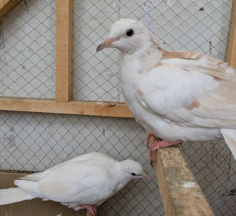 Dove BIRDS WITHE PAIRS AND RED EYES — photo 3