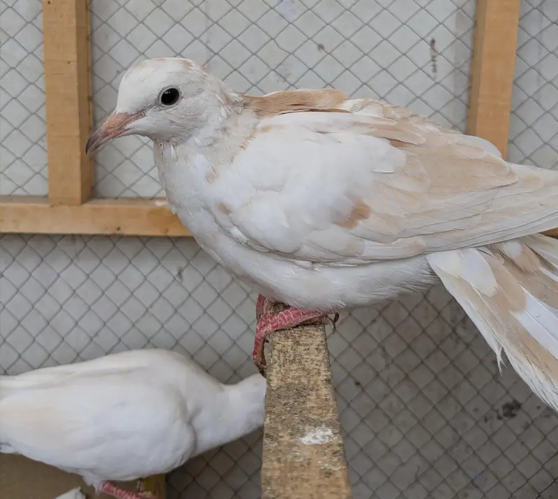 Dove BIRDS WITHE PAIRS AND RED EYES — photo 4