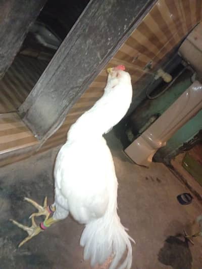 paper white aseel