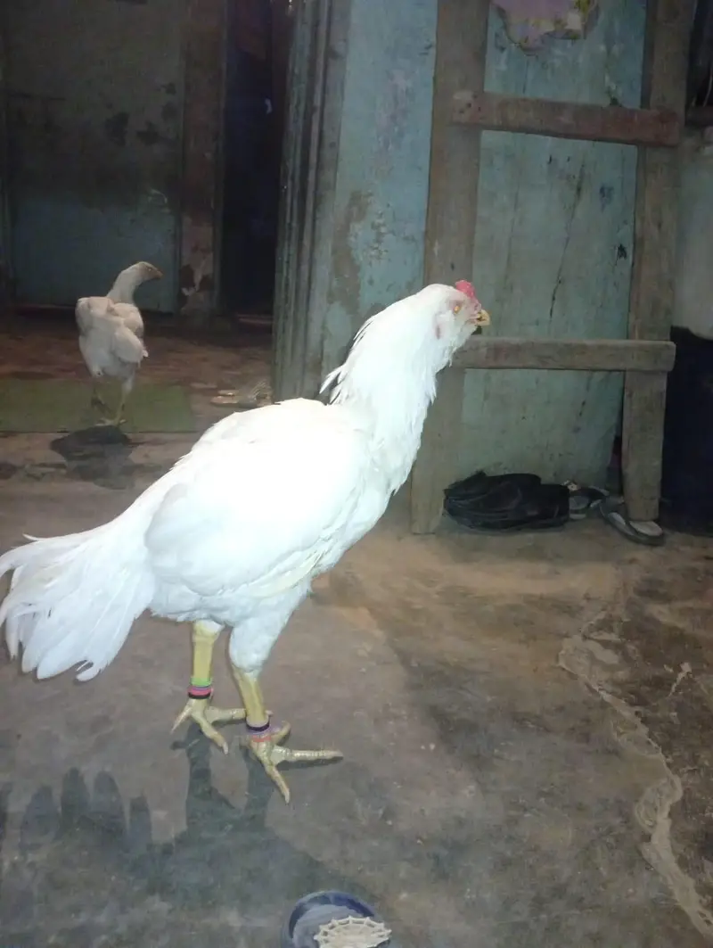 paper white aseel — photo 2