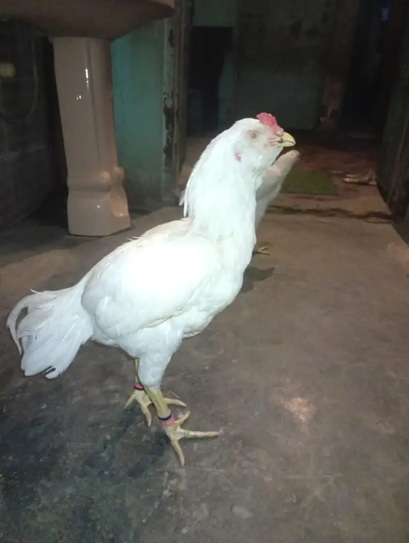 paper white aseel — photo 10