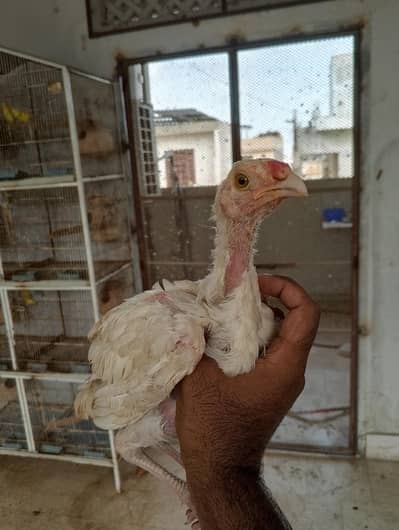 Heera Aseel Available
