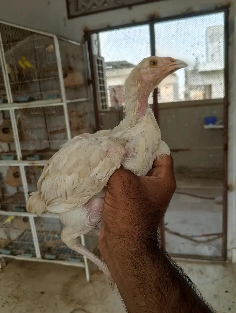 Heera Aseel Available — photo 2