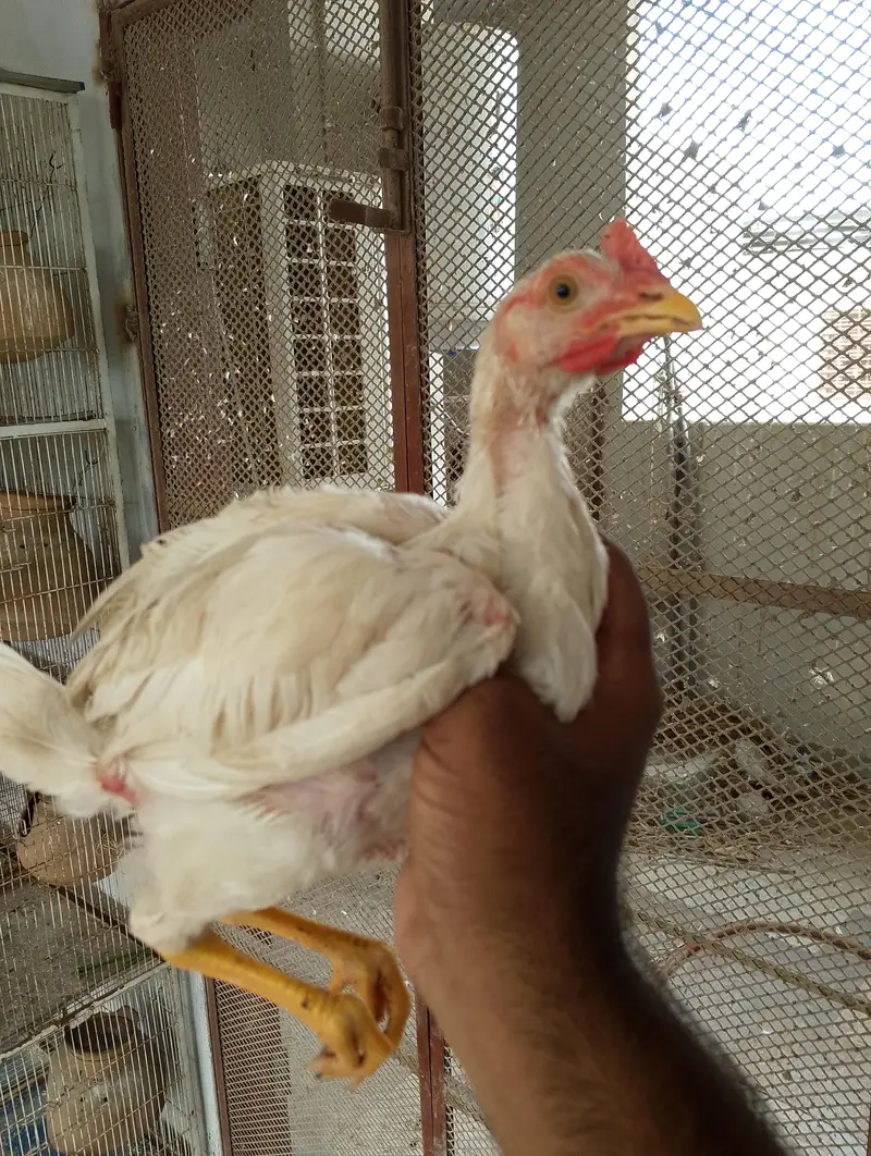 Heera Aseel Available — photo 5