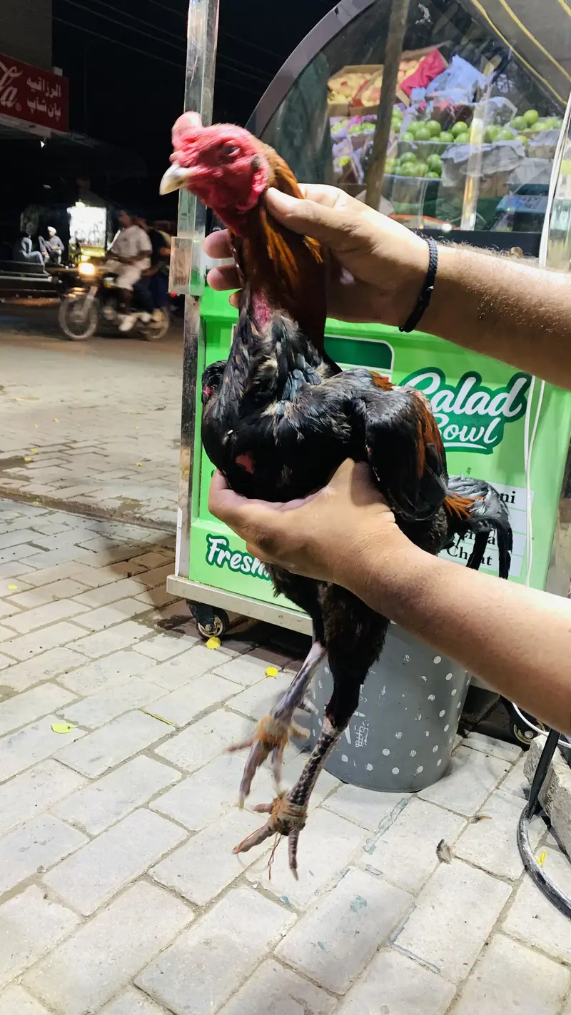 Aseel pakoya age 1.5 year patha — photo 6