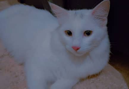 Two male persian cats