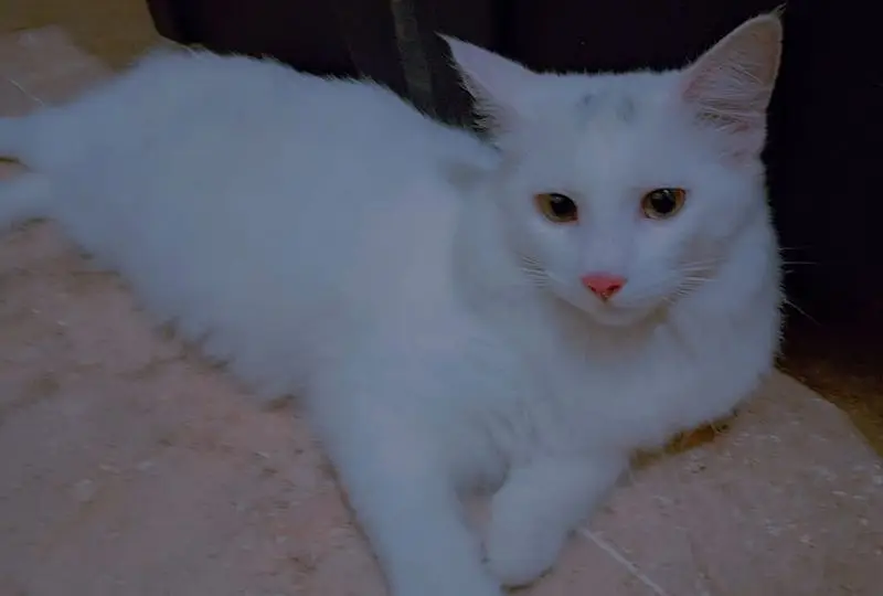 Two male persian cats — photo 2
