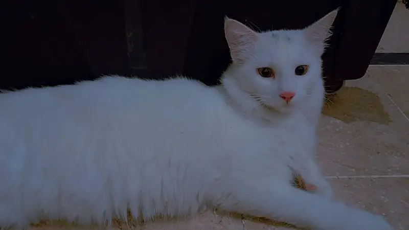 Two male persian cats — photo 3