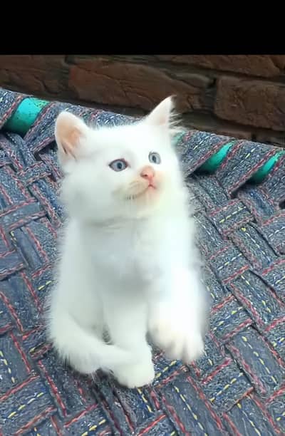 Persian cat
