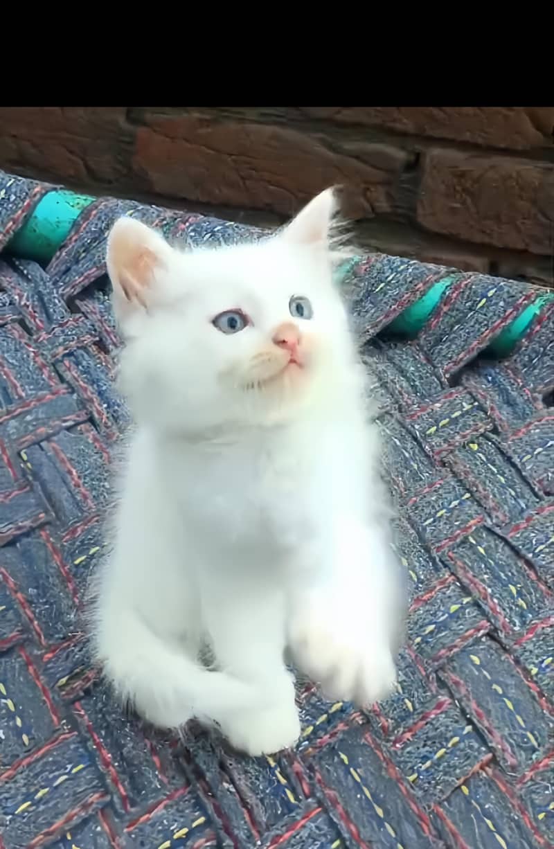 Persian cat (discount ho jaye ga) 0